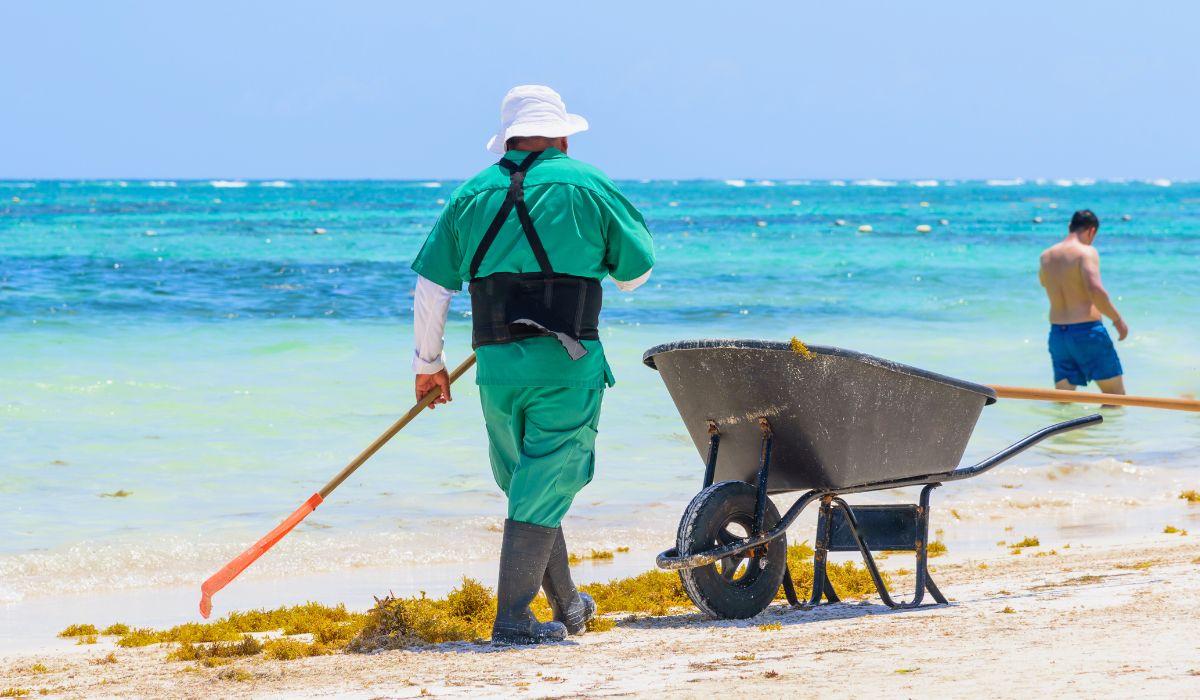 Sargassum season in the Cancun region is nearing its end, governor says