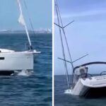 Video shows killer whales sinking off the coast of Lisbon