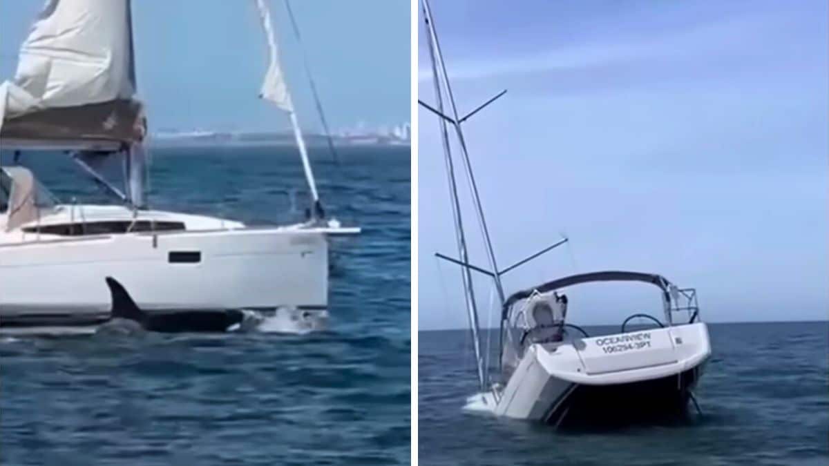 Video shows killer whales sinking off the coast of Lisbon