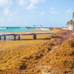 Researchers warn of respiratory risks as the Sargassum study enters its final phase
