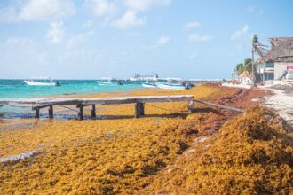 Researchers warn of respiratory risks as the Sargassum study enters its final phase