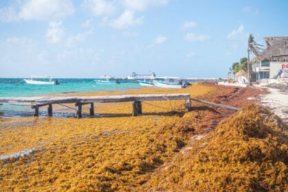 Researchers warn of respiratory risks as the Sargassum study enters its final phase