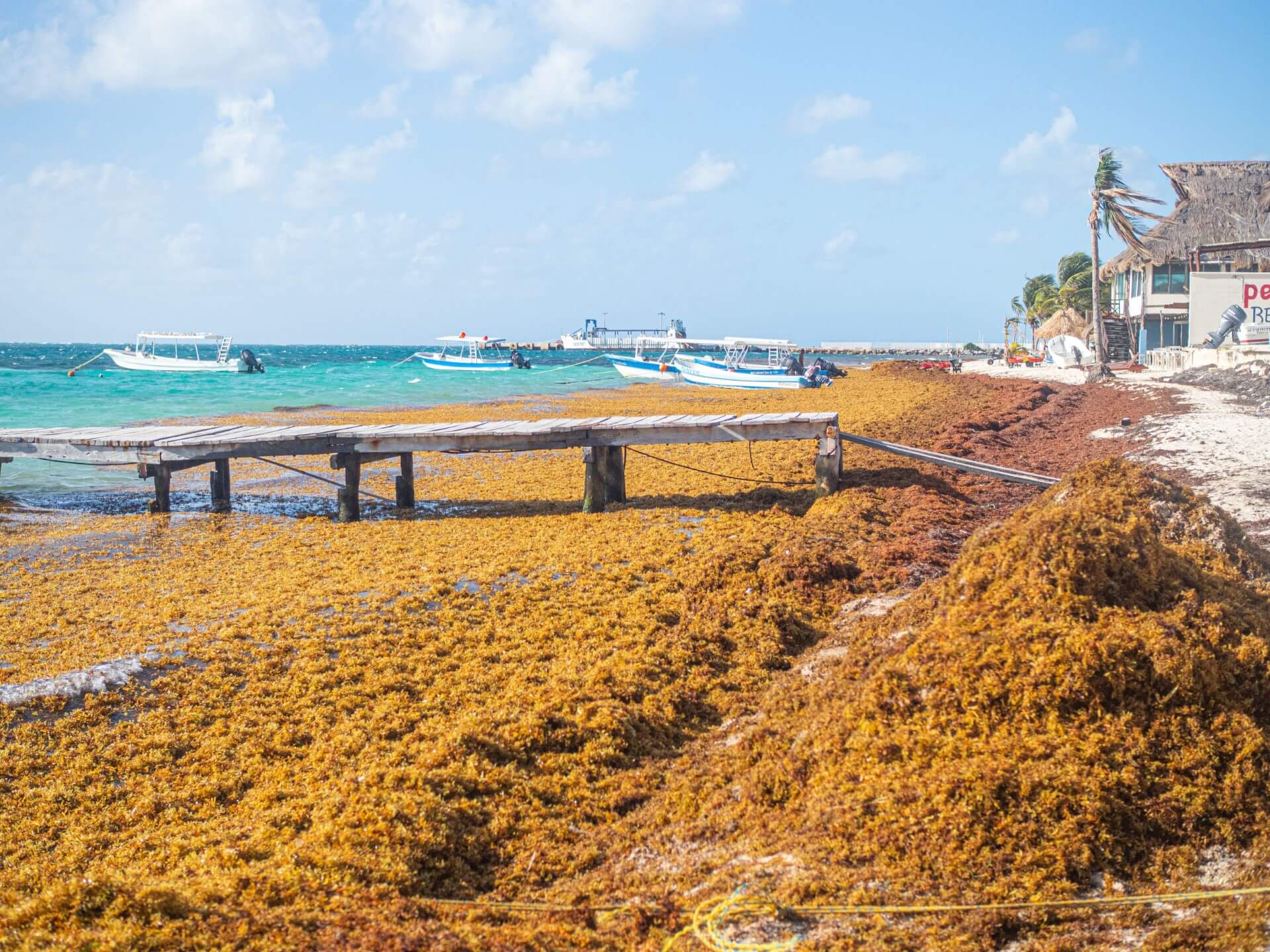 Researchers warn of respiratory risks as the Sargassum study enters its final phase
