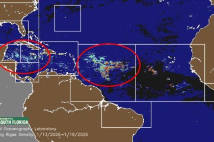 7 million tons of sargassum are floating towards Mexico and the Caribbean