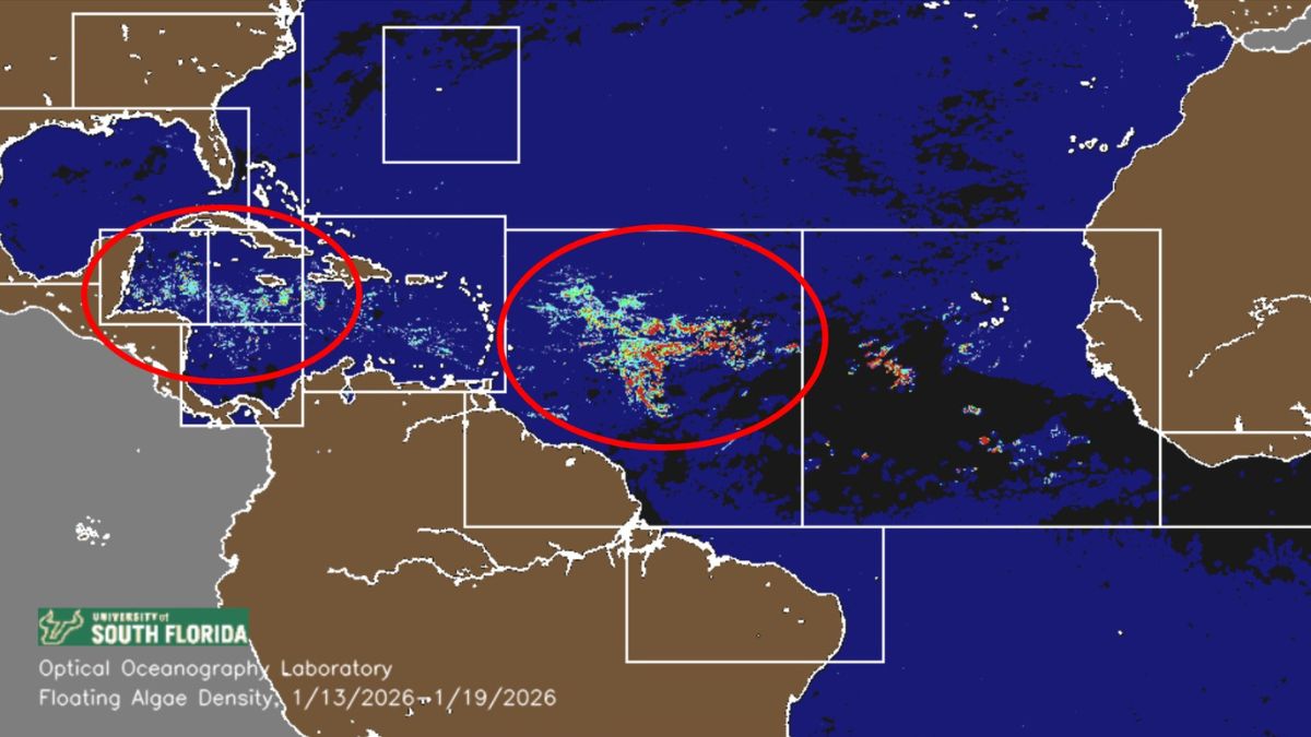 7 million tons of sargassum are floating towards Mexico and the Caribbean