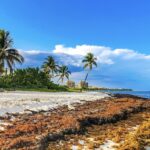 Huge Sargassum Wave hits top Mexican beach destinations in rare winter event