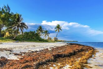 Huge Sargassum Wave hits top Mexican beach destinations in rare winter event