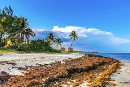Huge Sargassum Wave hits top Mexican beach destinations in rare winter event