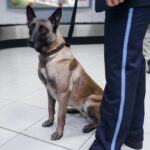 Will you be marked upon arrival? The virtual baggage scanner