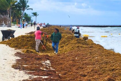 Latest satellite images reveal massive Sargassum arrivals this season
