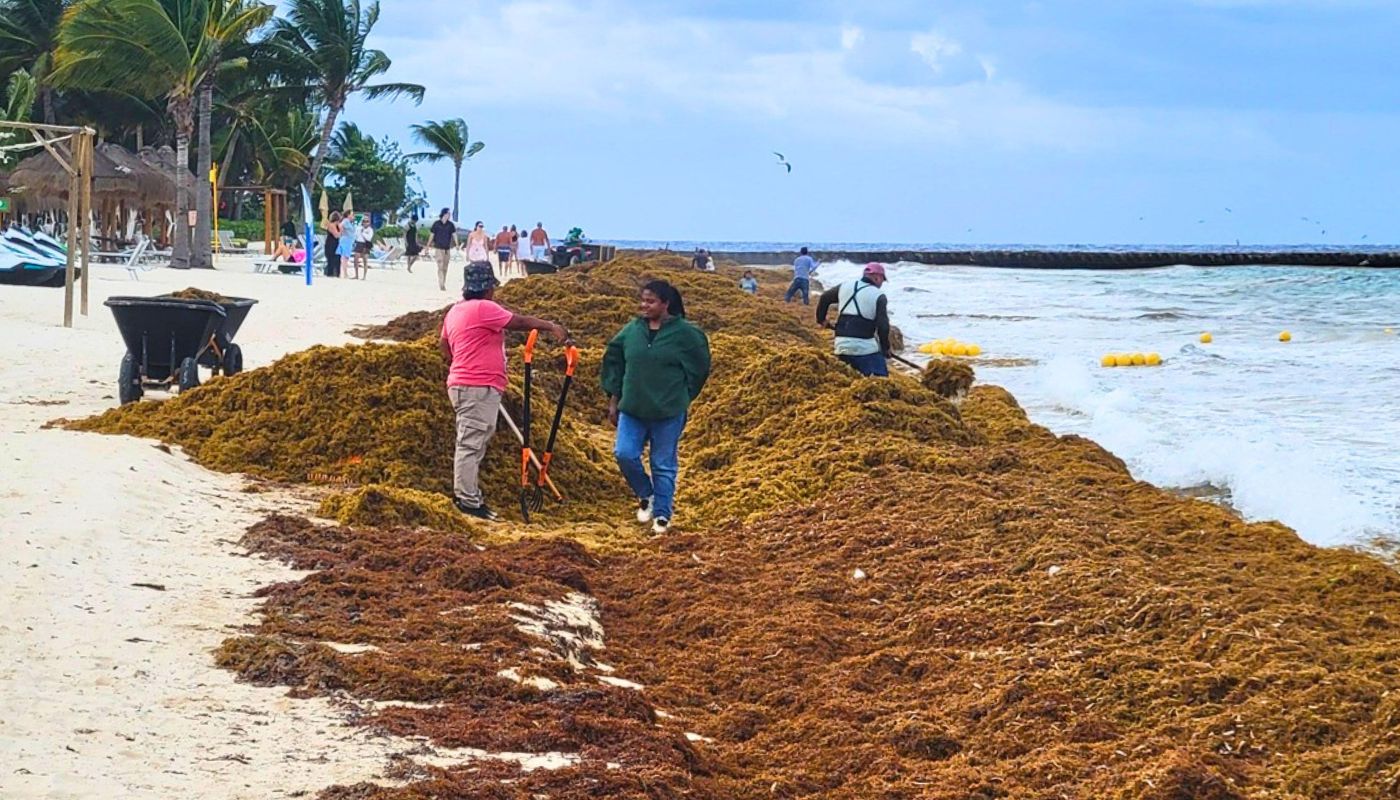 Latest satellite images reveal massive Sargassum arrivals this season