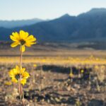 Top 5 US National Parks to See Spring Blooms in 2026