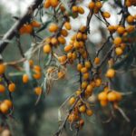 Sea Buckthorn Benefits for Skin: 7 Reasons It Stands Out