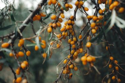 Sea Buckthorn Benefits for Skin: 7 Reasons It Stands Out