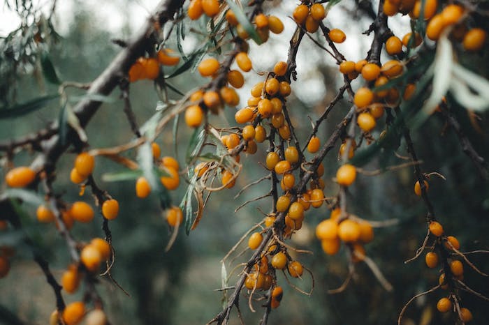 Sea Buckthorn Benefits for Skin: 7 Reasons It Stands Out