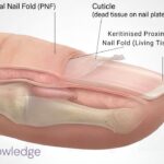 Cuticle versus living skin: what you remove versus what you leave alone