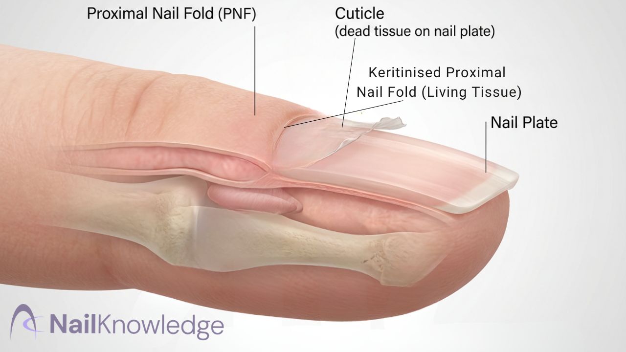 Cuticle versus living skin: what you remove versus what you leave alone