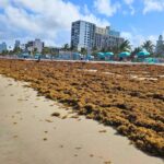 Florida Beaches Overwhelmed by Unprecedented Levels of Sargassum in 2026