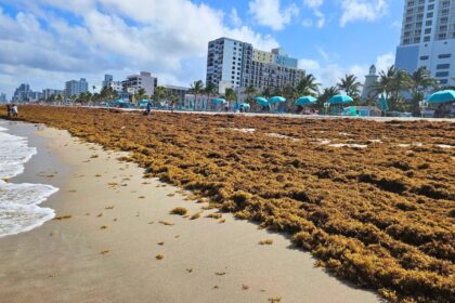 Florida Beaches Overwhelmed by Unprecedented Levels of Sargassum in 2026