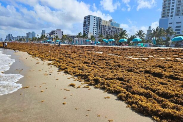 Florida Beaches Overwhelmed by Unprecedented Levels of Sargassum in 2026