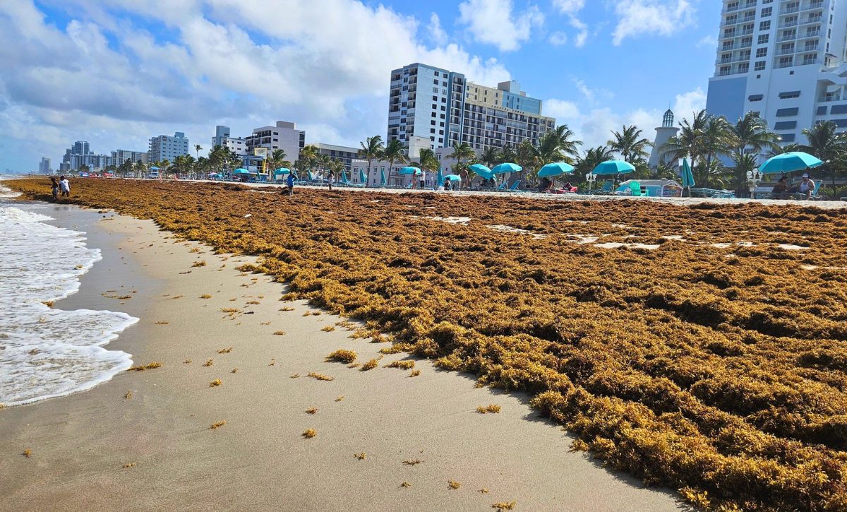 Florida Beaches Overwhelmed by Unprecedented Levels of Sargassum in 2026