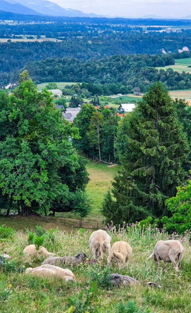 sheep countryside vitgar gorge trail
