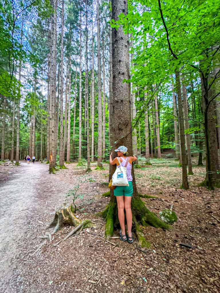 forest trail vintager gorge