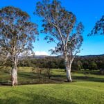 gum trees in a line in kangaroo valley