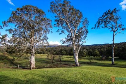 gum trees in a line in kangaroo valley