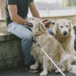 Emotional Support, Therapy Or Assistance Dog? The UK Guide