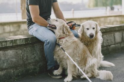 Emotional Support, Therapy Or Assistance Dog? The UK Guide