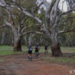 Guide To The River Red Gum Parks Of The Riverina, NSW [2026 Update]