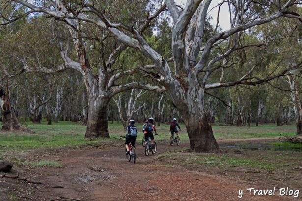Guide To The River Red Gum Parks Of The Riverina, NSW [2026 Update]