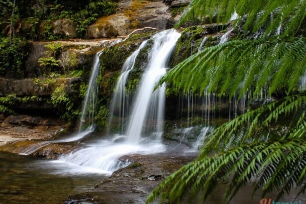Liffey Falls Tasmania framed by fern