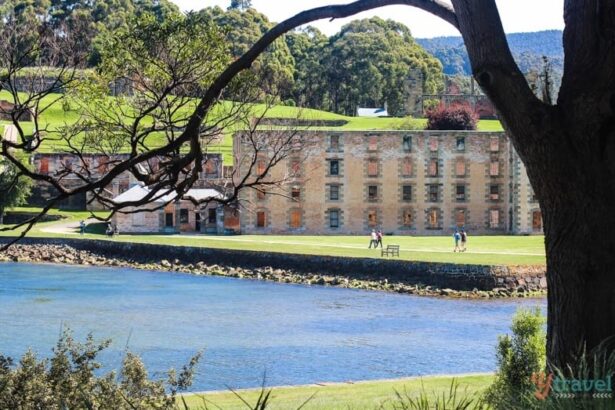 a tree over a lake with port Arthur historic buildings in the background